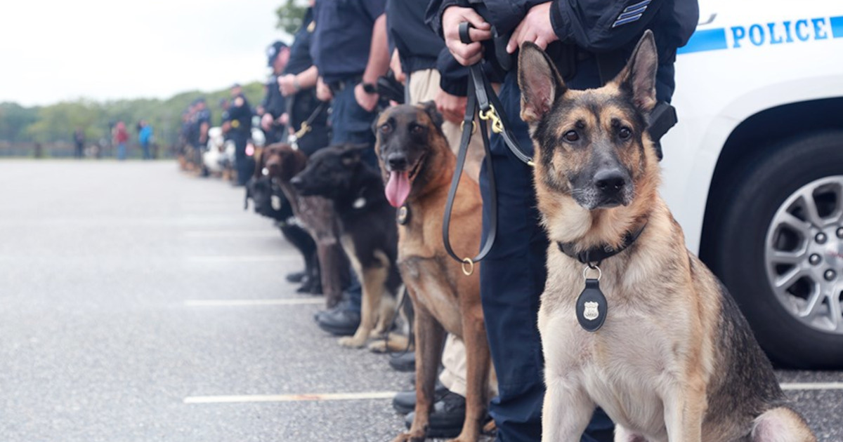 Собаки в полиции. K9 Police Dogs. Полицейские собаки в Англии. Овчарка полиции США. Французская полиция с собаками.