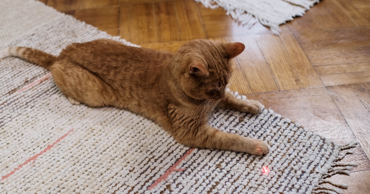 Usa il mirino laser per giocare con il gatto, ma spara a un amico accidentalmente