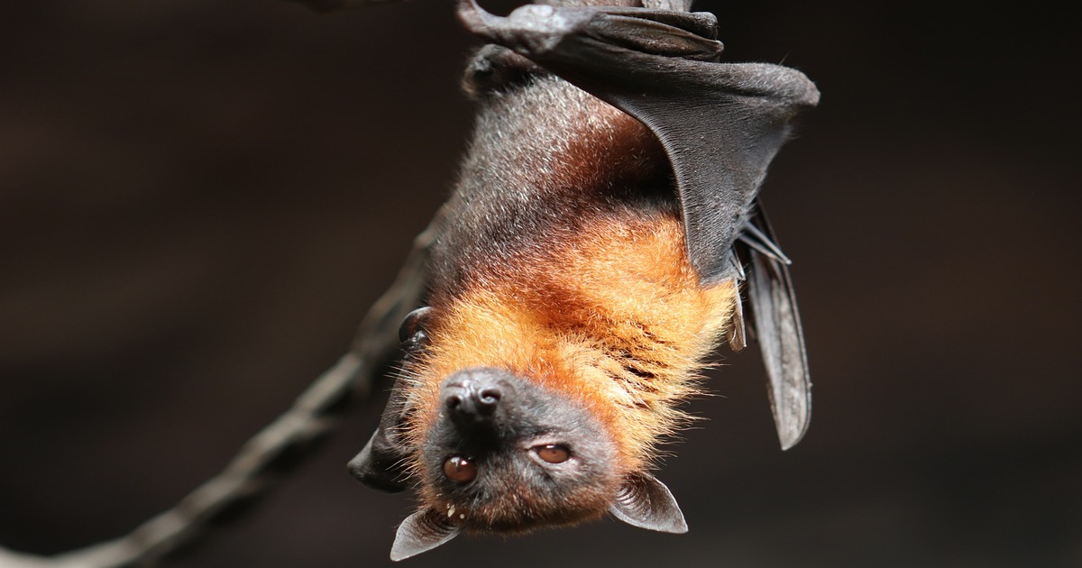 I pipistrelli sono attratti dai capelli dell’uomo: verità o falso mito?