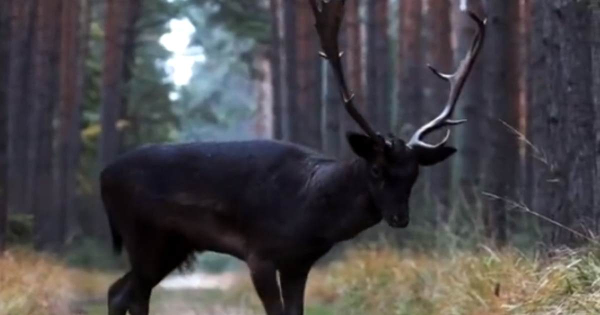 Il video di un rarissimo cervo nero diventa virale