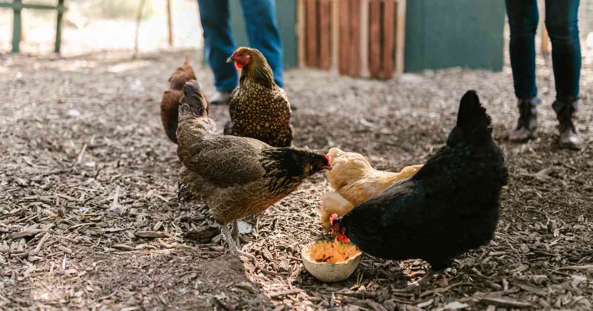 Spaventa le galline del vicino: finisce in carcere