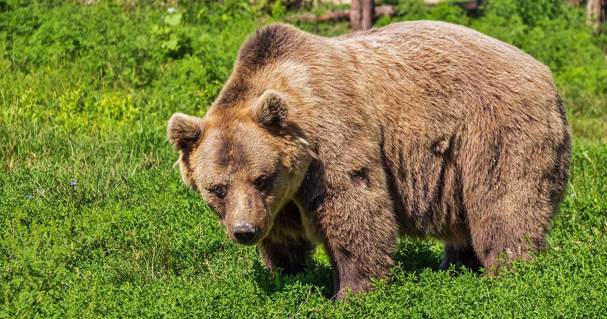 Un orso entra in un giardino e mangia caramelle e cioccolato [+VIDEO]