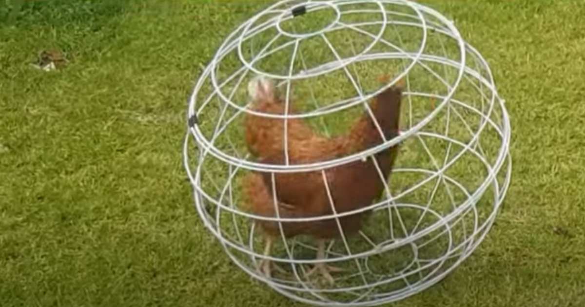 Questa sfera metallica per polli sta scatenando accesi dibattiti online [+VIDEO]