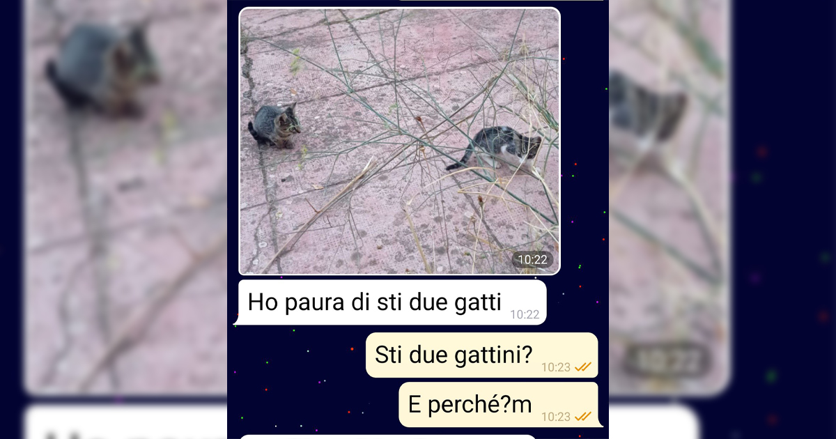 Gattini e demoni