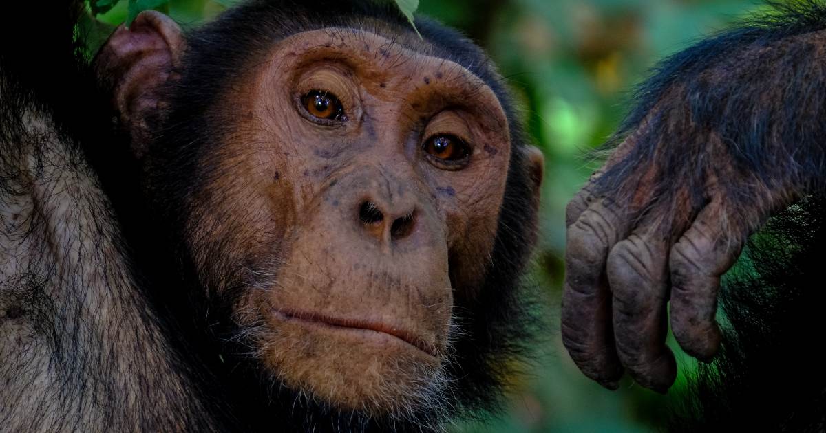 Le origini dei legami di coppia tra umani? L’amicizia tra scimpanzé maschi