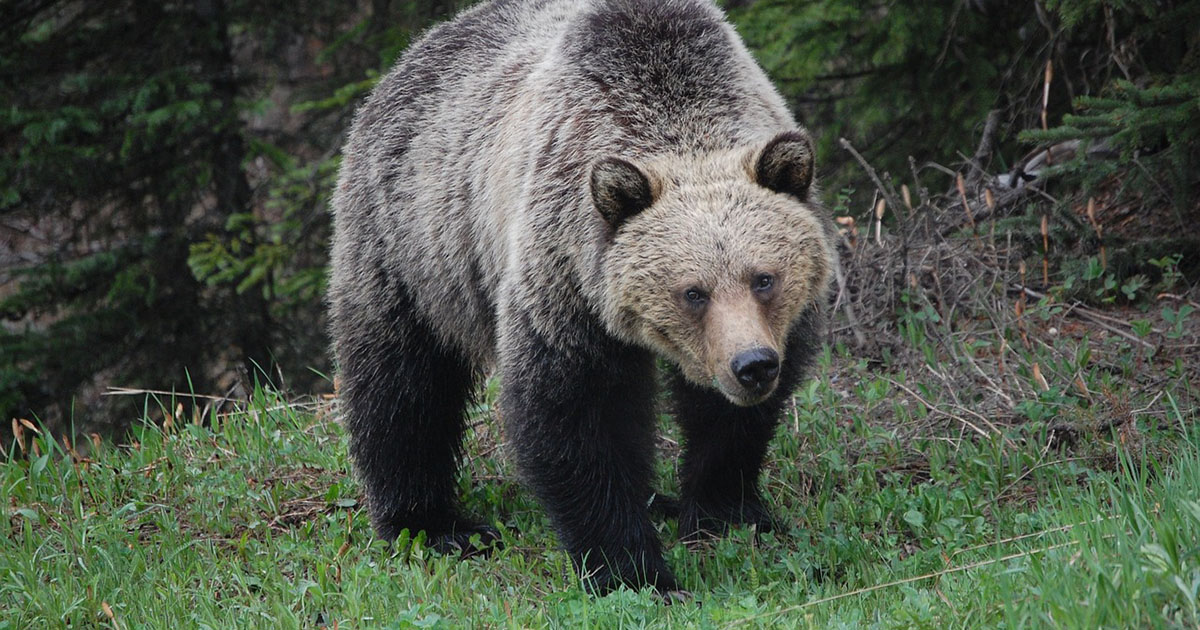 Un orso fa irruzione ad un matrimonio e banchetta al tavolo dei dolci