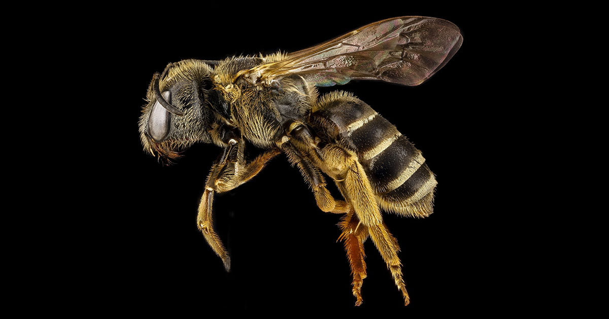 Trovate centinaia di api mummificate in bozzoli di 3000 anni fa