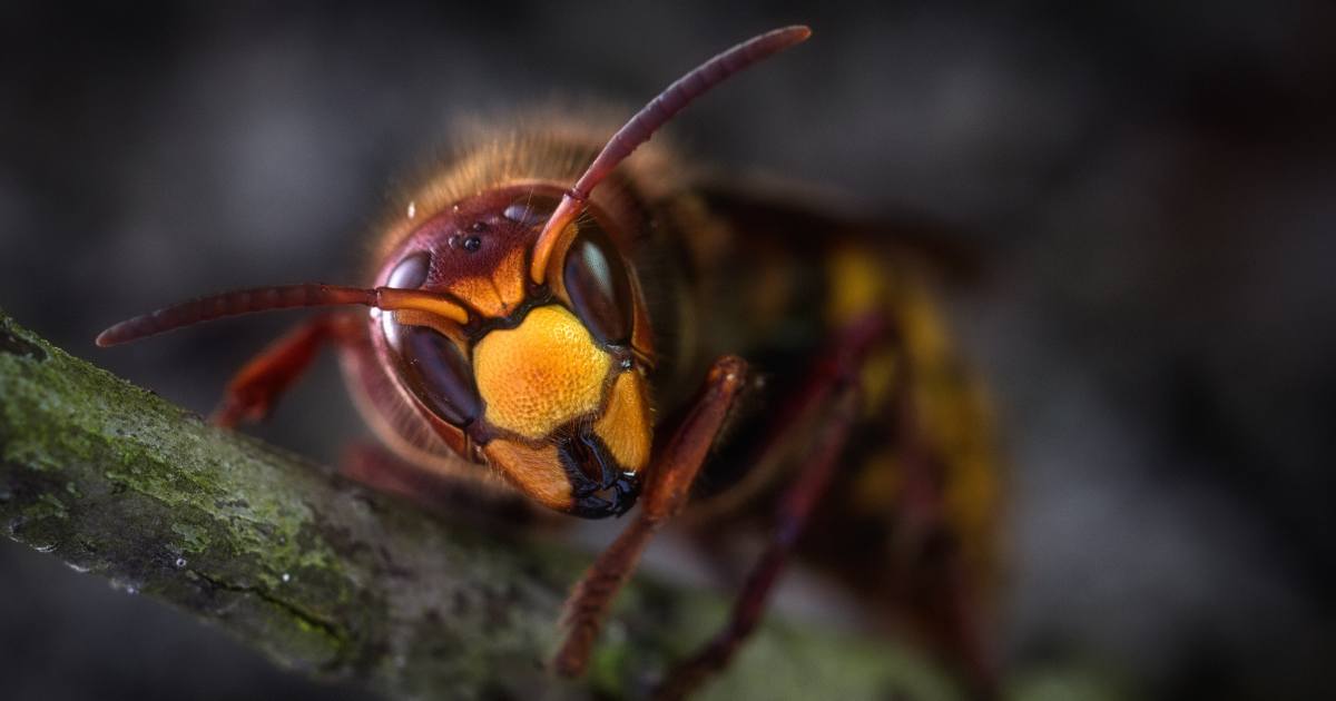 Identificata una vespa parassita “dall’aspetto alieno”