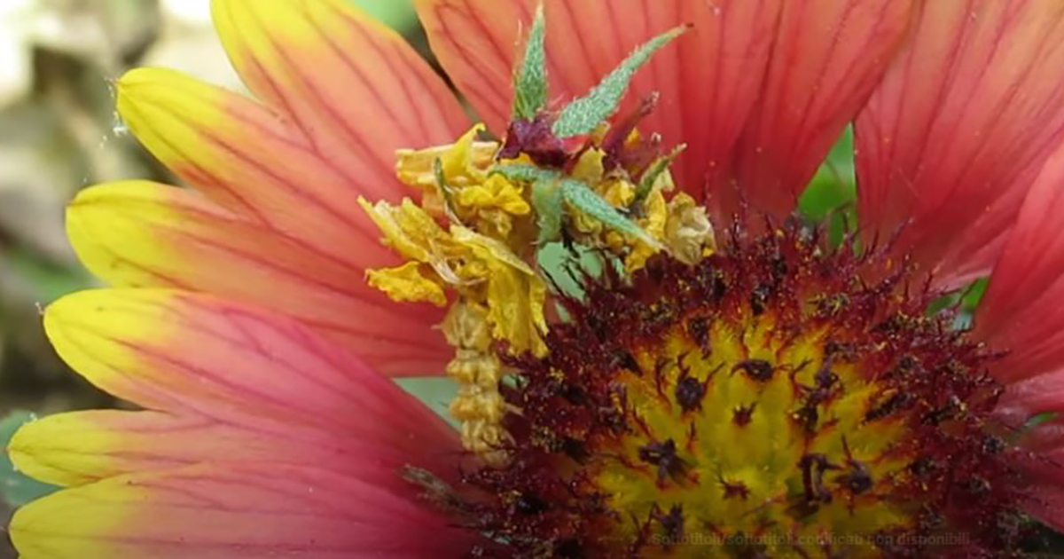 Il bruco “vestito” di fiori, l’originale trucco per mimetizzarsi [+VIDEO]