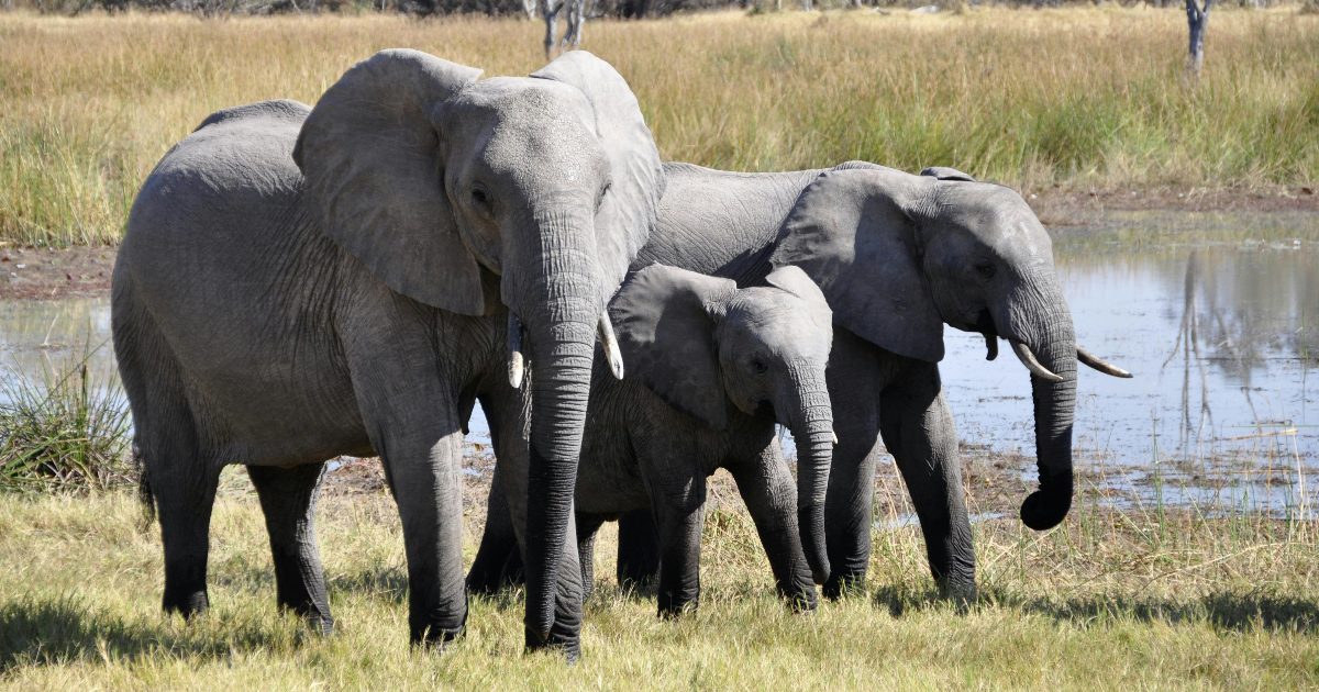 Gli animali sanno contare e parlare? Cosa dice la Scienza