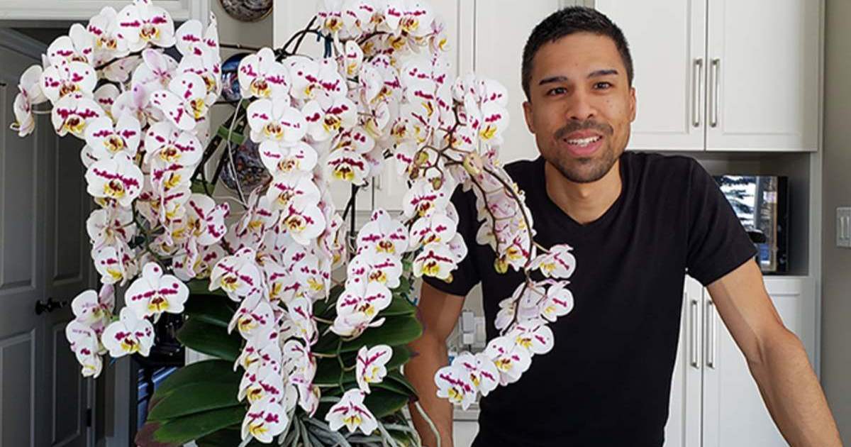 Giardiniere coltiva una splendida orchidea con un record di 159 fiori